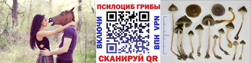 Псилоцибиновые грибы ЛСД  KRAKEN рабочий сайт  Терек 